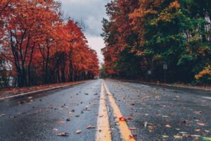 Wet leaves on the road